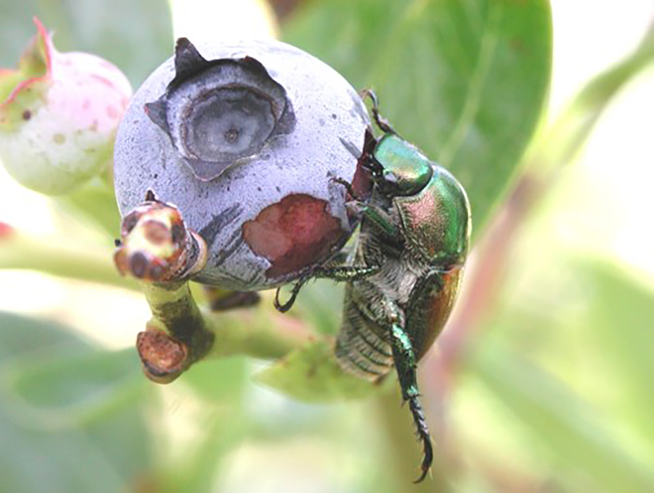 Adulto del escarabajo japon&eacute;s aliment&aacute;ndose de frutos maduros del ar&aacute;ndano.